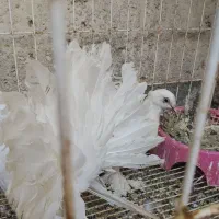 فروش کبوتر