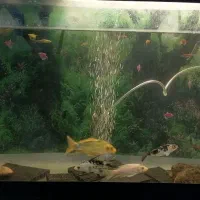 ماهی و اکواریوم