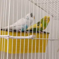 مرغ عشق|پرنده|ایلام, |دیوار