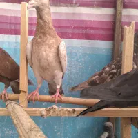 کبوتر رنگی|پرنده|قزوین, |دیوار