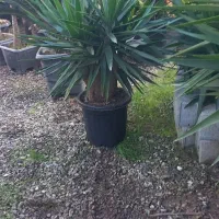 یوکا بنسای گلدون گرد سایز ۵۶ریشه دار|گل و گیاه طبیعی|نشتارود, |دیوار