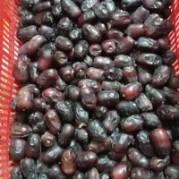 خرما فله یک|عمده‌فروشی|بم, |دیوار