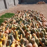 کدو حلوایی|خوردنی و آشامیدنی|شاهین دژ, |دیوار