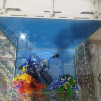 آکواریوم|ماهی|خرم‌آباد, |دیوار