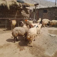 ۱۰عدد گوسفند همه شیره دار آبستن پستان کرده|حیوانات مزرعه|ایلام, |دیوار