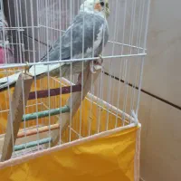 عروس هلندی