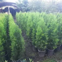 لافسون نیمه زباله قیچی خورده خوشگل