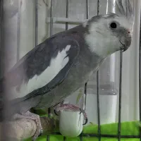 عروس هلندی وایت فیس