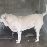 طالب پژدر یا سرابی