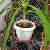 گل سوسن عنکبوتی و غیره