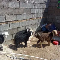 بره‌شیری‌سالم‌وبیگ‌بزرگ‌داشتی وکشتی‌میش‌بابره