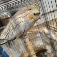 عروس هلندی ماده دون خور آماده برای دستی شدن