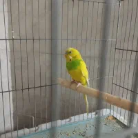 مرغ عشق خوش رنگ|پرنده|مشکیندشت, |دیوار