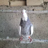 کبوتر