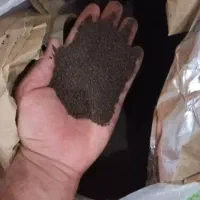 چای درجه یک کله مورچه ای شهرزاد
