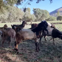 بزغاله نر|حیوانات مزرعه|دینور, |دیوار