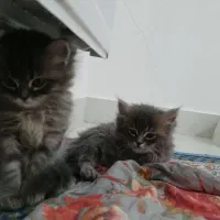 بچه گربه|گربه|اردبیل, |دیوار