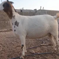نزار چاق چاق