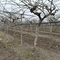 1800مترباغ کیوی مستثنیات پرمحصول و عالی در لیسار|فروش زمین و ملک کلنگی|لیسار, |دیوار