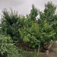 2400متر-باغ-ویلا