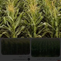 ذرت علوفه ای|عمده‌فروشی|اسفرورین, |دیوار