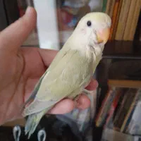 طوطی سبز کاهویی|پرنده|تهران, باشگاه نفت|دیوار