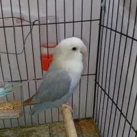 طوطی کوتوله ماده کارداده