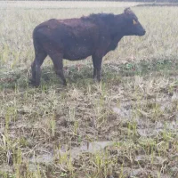 گاو|حیوانات مزرعه|گوراب زرمیخ, |دیوار