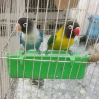 طوطی برزیلی