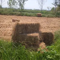 تعدادی سرچینا یاکاه خشک برنج فروشی