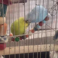جفت مرغ عشق آبی سبز