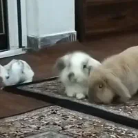 خرگوش لوپ اصل هلندی|موش و خرگوش|سیاهکل, |دیوار