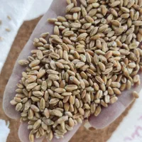 گندم آبی