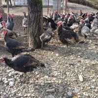 فروش ویژه بوقلمون نر و ماده|حیوانات مزرعه|رضوانشهر, |دیوار