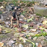 فروش توله مالینوز پدر و مادر وارداتی.|سگ|سلمانشهر, |دیوار