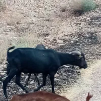 نر بز مورسیا