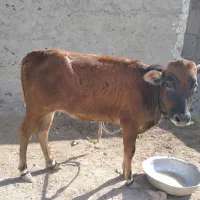 گوساله ماده