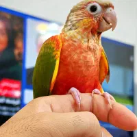 طوطی گرینچیک