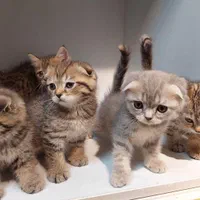 مهد گربه های اصیل/شجره دار/خانگی