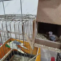 مولد عروس هلندی|پرنده|خمینیشهر, |دیوار