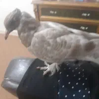 حراج انواع کبوتر|پرنده|خورموج, |دیوار