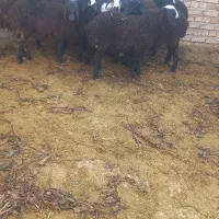 فروش ۱۲راس بره نر شال و قزل اصیل
