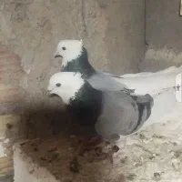 باسلام نرماده شازده سبز کلای