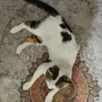 گربه گم شده|گربه|میبد, |دیوار