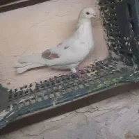 کبوتر پرشی|پرنده|قم, دروازه ری|دیوار