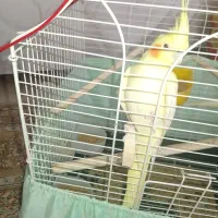 عروس هلندی ماده|پرنده|ویسیان, |دیوار