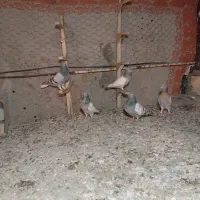 کفتر|پرنده|شیراز, مسلم|دیوار