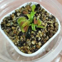 یک عدد گیاه حشره خوار