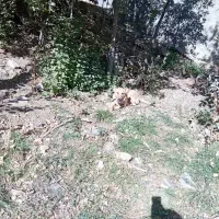 ماده|سگ|ایجرود, |دیوار