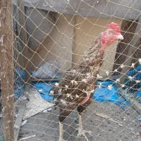خروس لاری